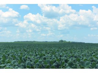 Farmland in Benton & Boone Counties, Indiana - LAND AUCTION - 118.5+/- ACRES IN 3 TRACTS IN BENTON & BOONE COUNTIES, INDIANA